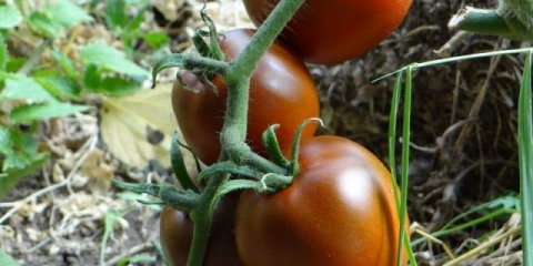 Paradajz crni gurmanski: recenzije, fotografije, prinos